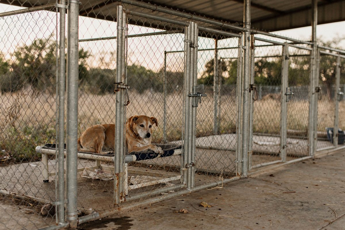 Row of covered kennel runs with a dog resting inside one